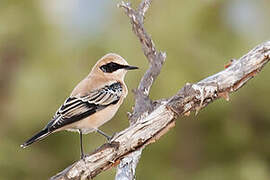 Western Black-eared Wheatear