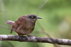 Brown Trembler