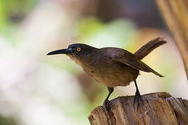 Brown Trembler