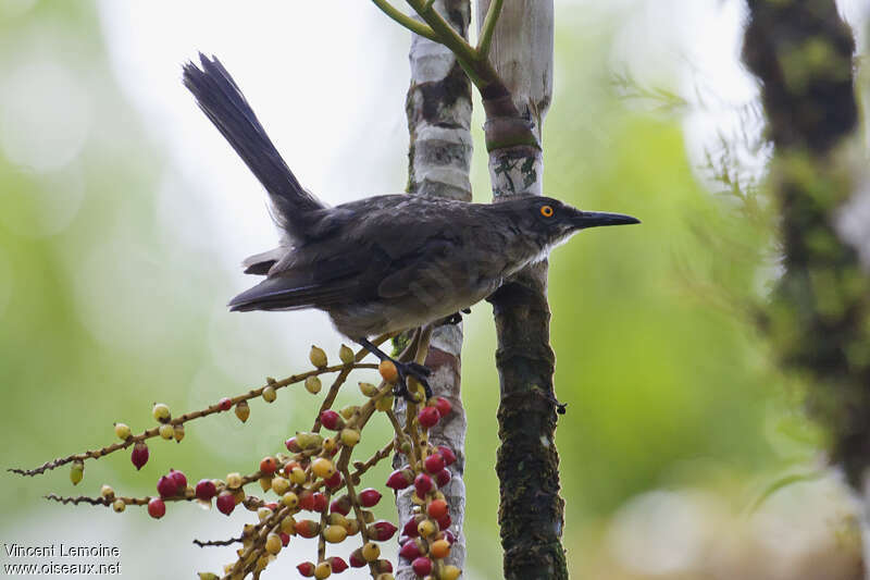 Grey Trembleradult