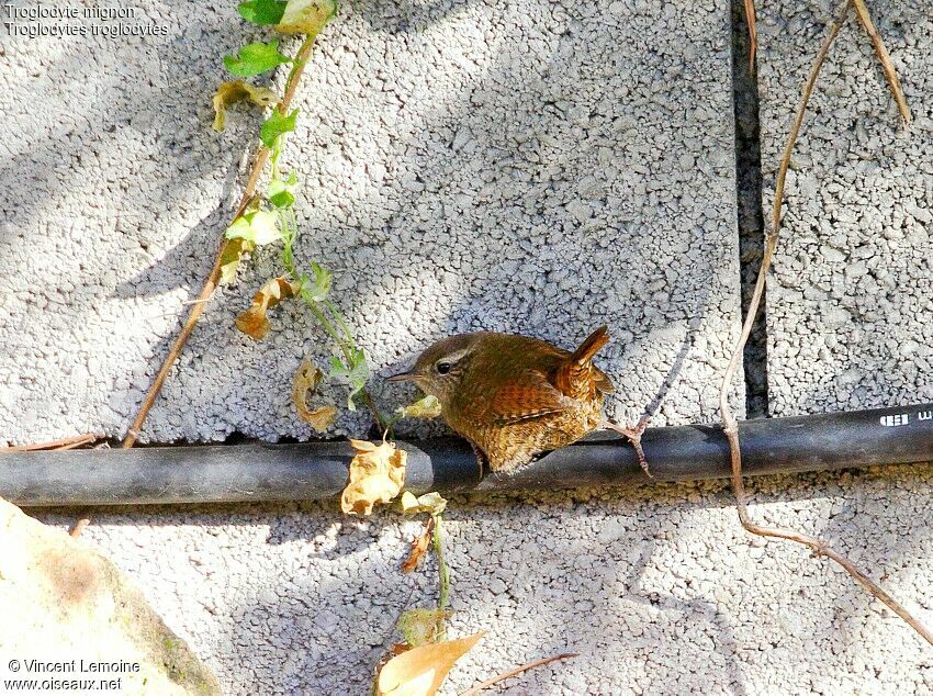 Troglodyte mignon