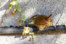 Eurasian Wren