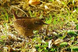 Eurasian Wren