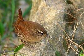 Eurasian Wren