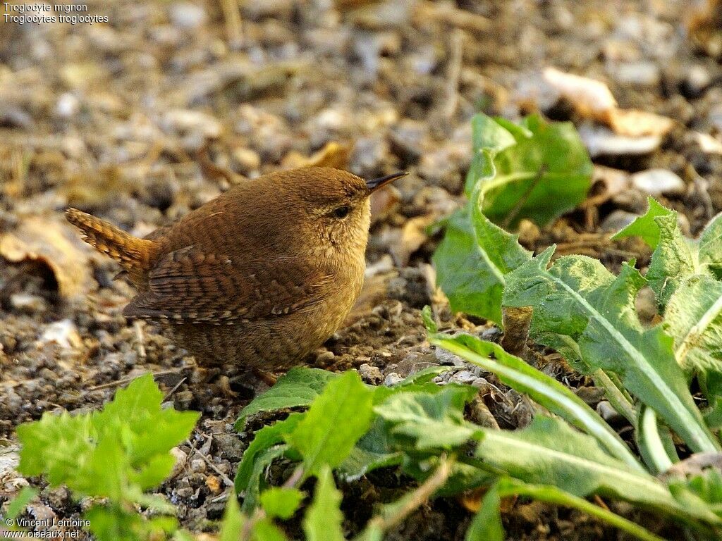 Troglodyte mignon