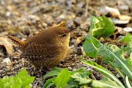 Eurasian Wren