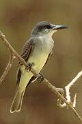 Grey Kingbird