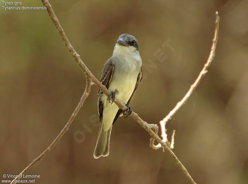 Grey Kingbird