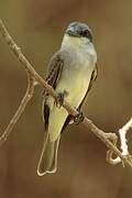 Grey Kingbird