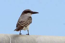 Grey Kingbird