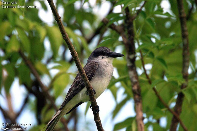 Grey Kingbird