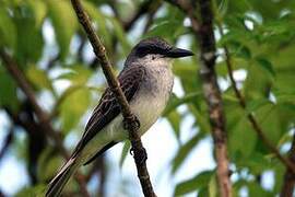 Grey Kingbird