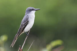 Grey Kingbird