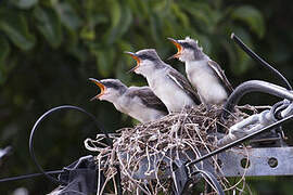 Grey Kingbird