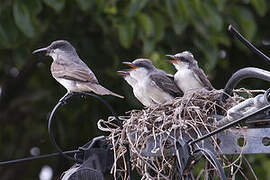 Grey Kingbird