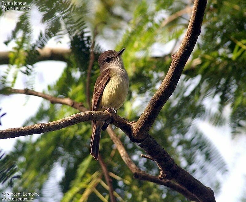 Lesser Antillean Flycatcher