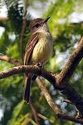 Lesser Antillean Flycatcher