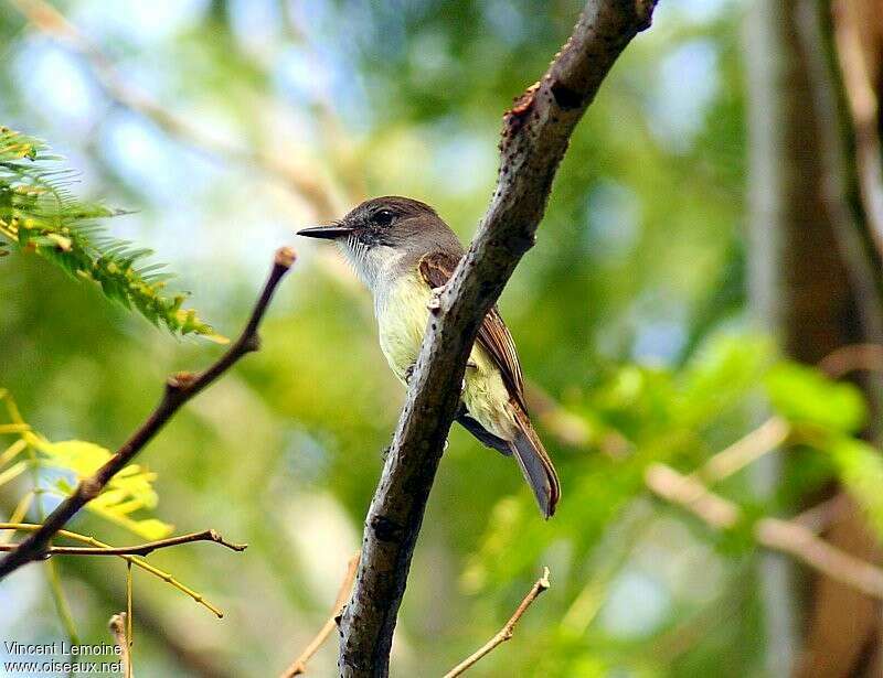 Lesser Antillean Flycatcheradult, identification