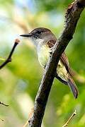 Lesser Antillean Flycatcher