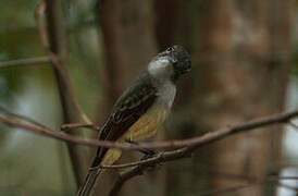 Lesser Antillean Flycatcher