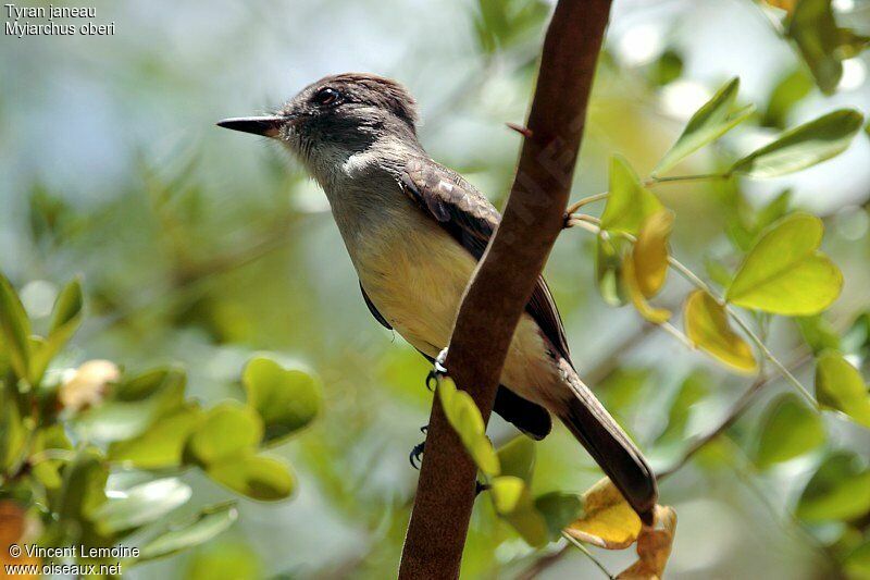 Lesser Antillean Flycatcher