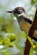 Lesser Antillean Flycatcher