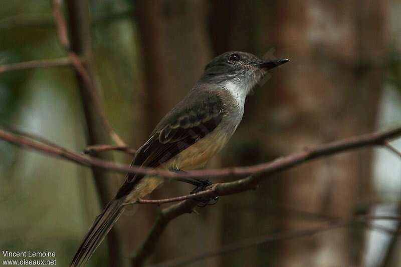 Lesser Antillean Flycatcher