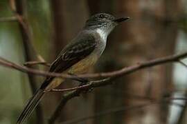 Lesser Antillean Flycatcher