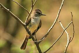 Lesser Antillean Flycatcher