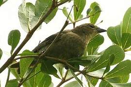 Shiny Cowbird