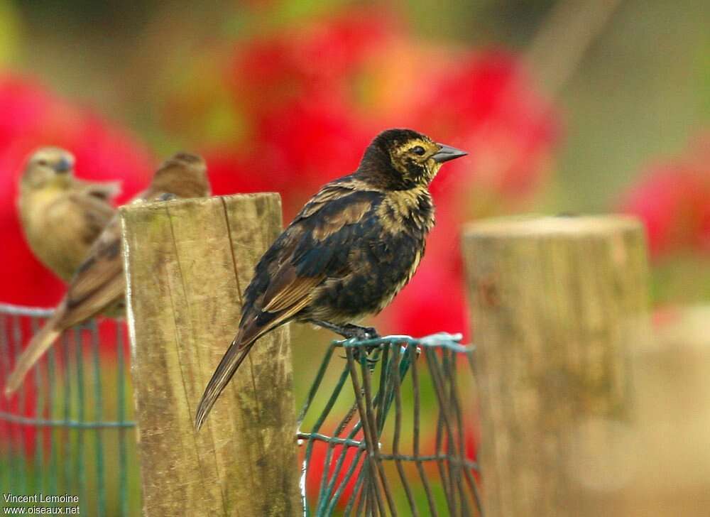 Shiny Cowbird male subadult transition, identification