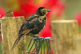 Shiny Cowbird