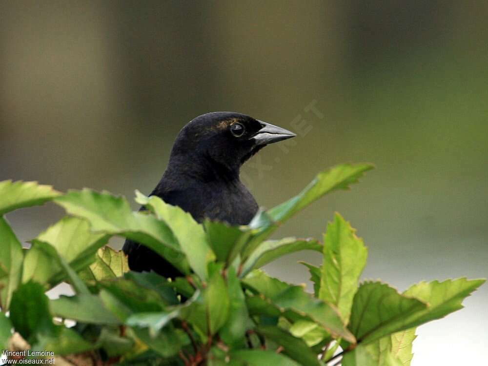 Shiny Cowbird male adult breeding, close-up portrait