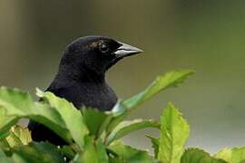 Shiny Cowbird