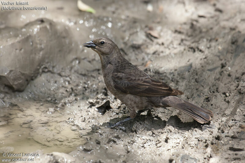 Shiny Cowbird female adult