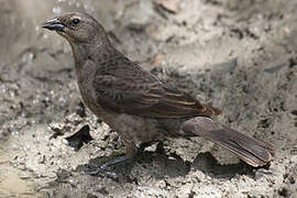 Shiny Cowbird