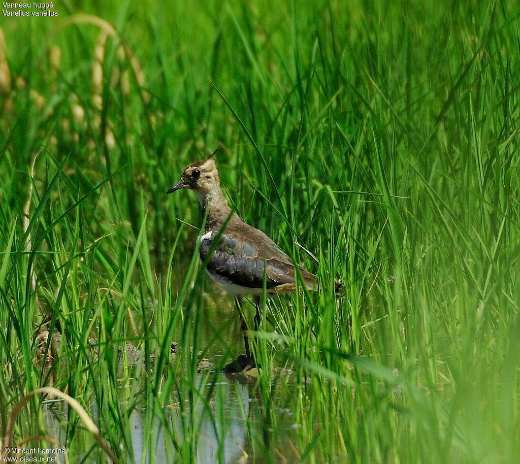 Northern Lapwing