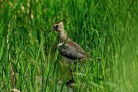 Northern Lapwing