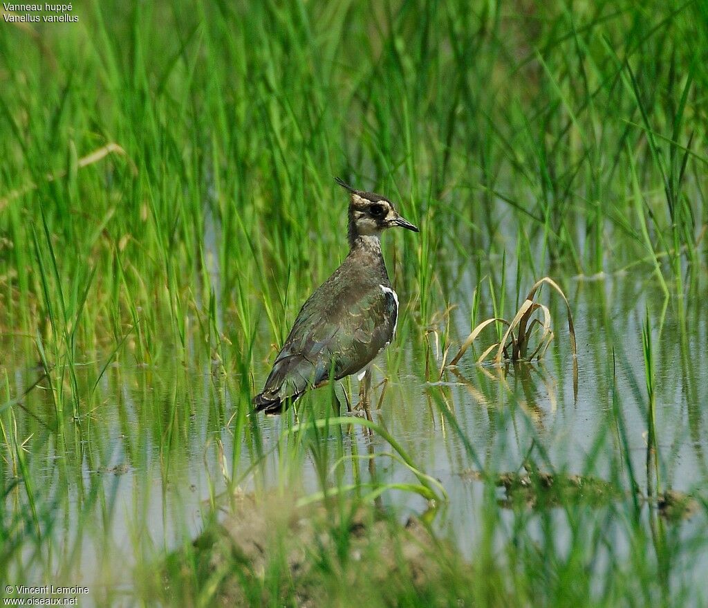 Northern Lapwing