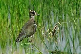 Northern Lapwing