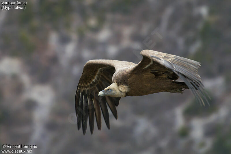Griffon Vulture, close-up portrait, Flight