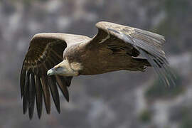 Griffon Vulture