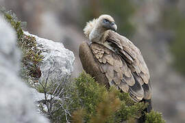 Griffon Vulture