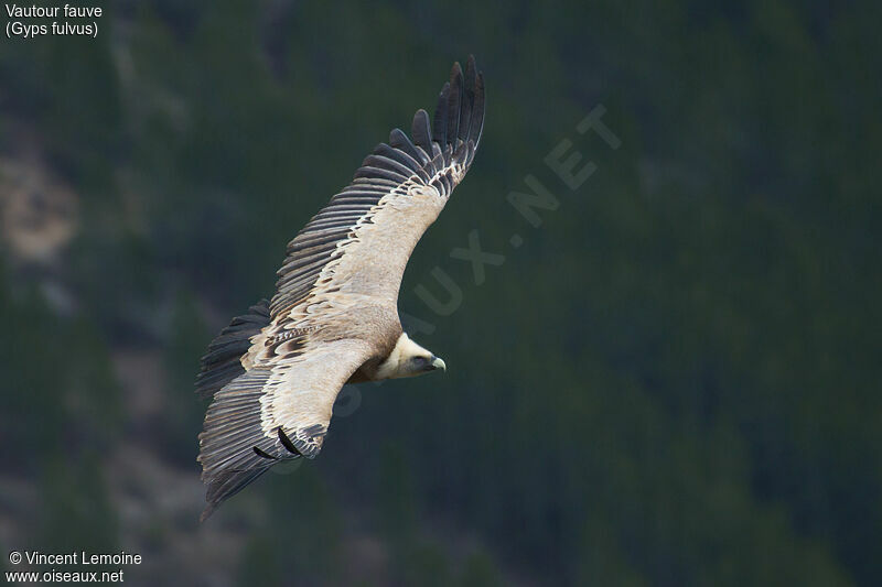 Griffon Vulture, close-up portrait, Flight