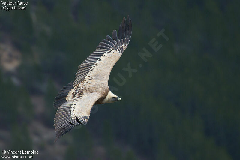 Vautour fauve, portrait, Vol