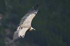 Griffon Vulture