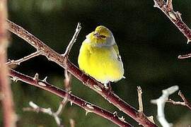 Citril Finch