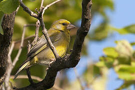 European Greenfinch