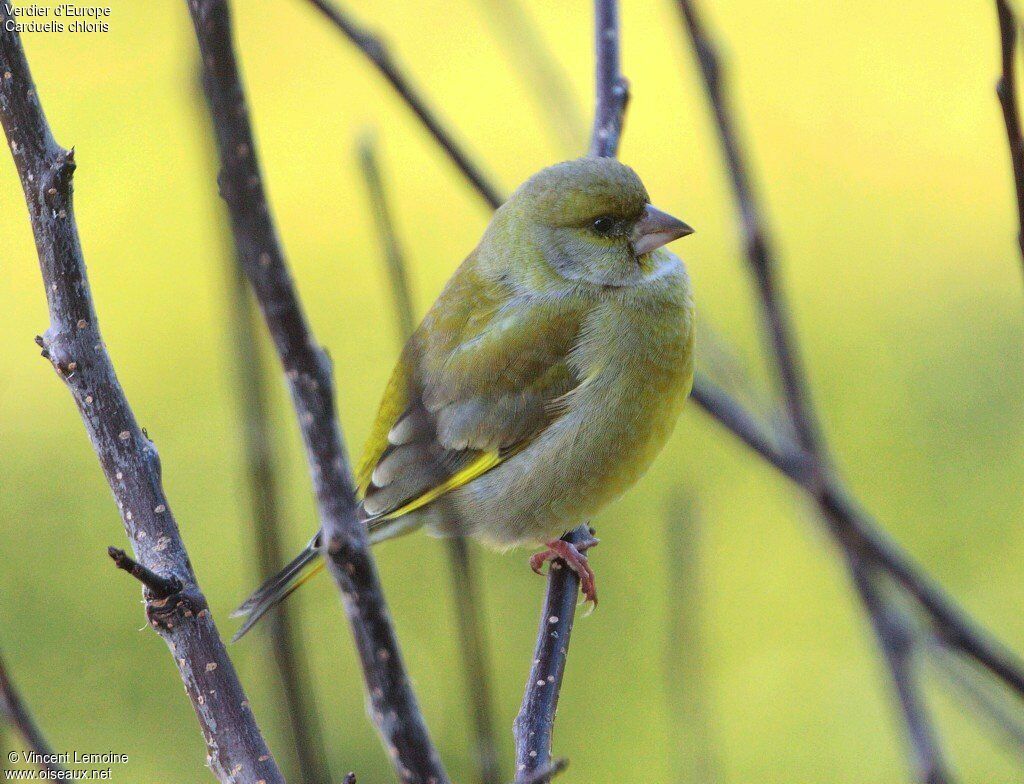 European Greenfinch