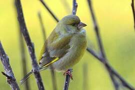 European Greenfinch